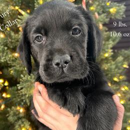 Agent Nick Fury - Gray Collar, Black Male - 3,500 - Black male Labrador Retriever puppy in Eaton Rapids, Michigan from Higher Ground Labradors