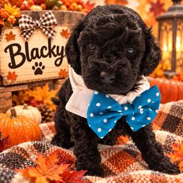 Blacky - Black male Shihpoo puppy in Cooper City, Florida from Jenny La Bone