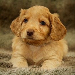 Kristoff - Caramel red male Australian Labradoodle puppy in Stanwood, Washington from Victoria Creek Australian Labradoodles