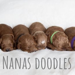 Goldendoodles from Nanas-Doodles