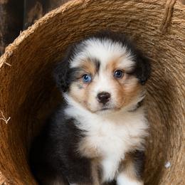 Blain- Has Tail and Videos - Black tri-color male Australian Shepherd puppy in Troy, South Carolina from Lana Corley- Australian Shepherds of 3/W Farms