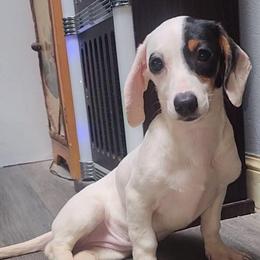 Yellow - Piebald female Dachshund puppy in Ridge, New York from Tracy's Puppy Club