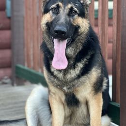 Lavender - German Shepherd