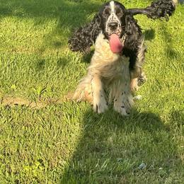 Sophia - English Springer Spaniel