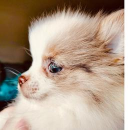 Swirlette of Choclate - Chocolate merle female Pomeranian puppy in East Mountain, Texas from Fairchild Fancy Pomeranians and Coachella Pomeranians