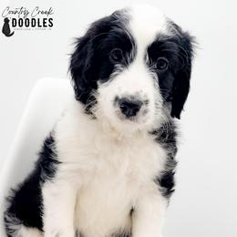 Memorial aka Remi - female Australian Mountain Doodle puppy in Tipton, Indiana from Country Creek Doodles