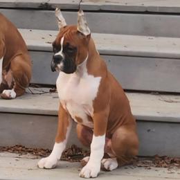 Barry- comes prespoiled - Fawn male Boxer puppy in Toledo, Ohio from Julie Wilmore Olympic Boxers