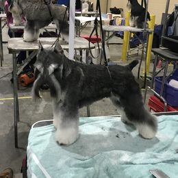 Bruce - Miniature Schnauzer