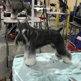 Bruce - Miniature Schnauzer