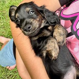 Rosalina (Dolly) - Brindle female Dachshund puppy in El Dorado, Arkansas from LovelylilDoxies