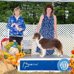 Styx - Miniature American Shepherd