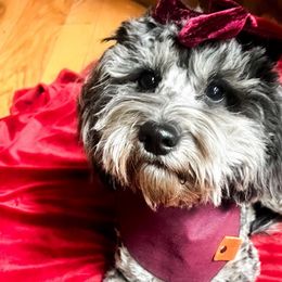 River - Goldendoodle