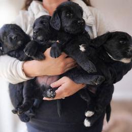 Double Doodle Puppies from Rock Creek Doodles