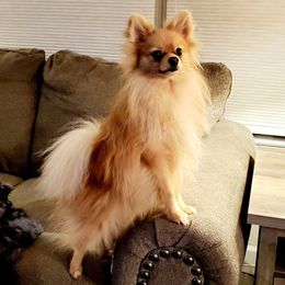 German Shepherds from Heartland Shepherds