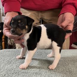 Pip - White black and tan male Rat Terrier puppy in Gonzales, Texas from Sunshine Deckers