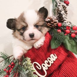 American Corgi, Cardigan Welsh Corgi, and Pembroke Welsh Corgi Puppies from Diamond Corgis