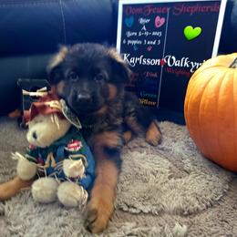 German Shepherd Puppies from Vom Feuer Shepherds