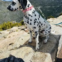 Basset Hound and Dalmatian Puppies from Lazy B Bassets and Dalmatians