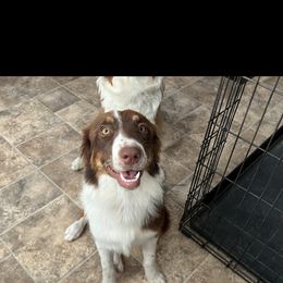 Girl 1 - Red tri-color Australian Shepherd puppy in Ledbetter, Texas from sassy jen's aussies 365