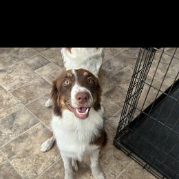 Girl 1 - Red tri-color Australian Shepherd puppy in Ledbetter, Texas from sassy jen's aussies 365
