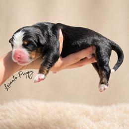 Padme - Tri-color female Bernese Mountain Dog puppy in Lecanto, Florida from Lecanto Puppy