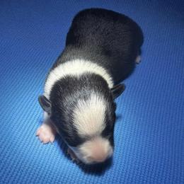 Oreo - Black and white female American Corgi puppy in Nortonville, Kansas from Low Riders Corgis & Mini Aussies