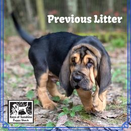 Bloodhound Puppies from Rays Of Sunshine Bloodhounds