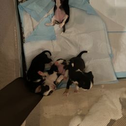 Chihuahua Puppies from Chihuahua Mama