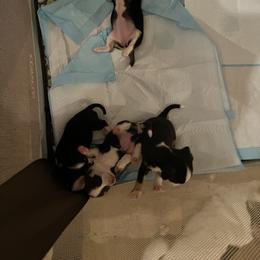 Chihuahua Puppies from Chihuahua Mama
