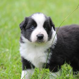 Boy 2 - Seal male Border Collie puppy in Tylertown, Mississippi from Cool Meadow Farms