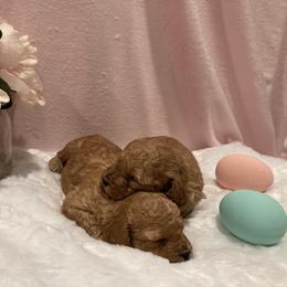 Cockapoo Puppies from Martin's Cockapoos