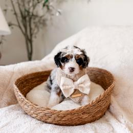 Lena - Tri-color female Bernedoodle puppy in Cold Spring, Minnesota from A.N.A. Doodles