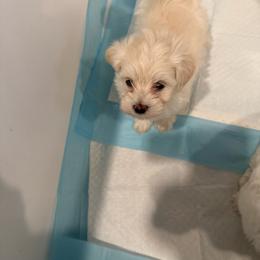Marley - Cream male Maltipoo puppy in Dade City, Florida from Watkins Maltipoo's