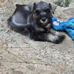 Orange collar - Salt and pepper female Miniature Schnauzer puppy in Houston, Texas from Haughton Farm