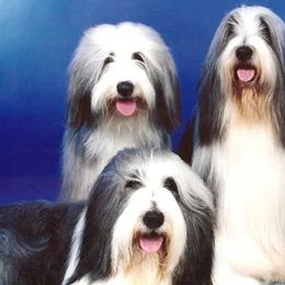 Bearded Collies from Arlin Bearded Collies