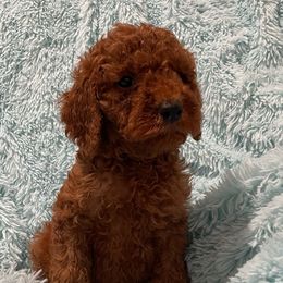 Chief - Goldendoodle puppy in Harrisburg, Arkansas from Ransone’s Ridge Runners Poodles and Doodles