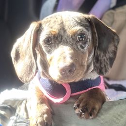 Precious - Dachshund