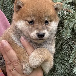 Red girl - Red female Shiba Inu puppy in Winthrop, Minnesota from Kayobi Shibas