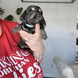 Willow - Black and tan female Dachshund puppy in Fort Worth, Texas from The Holloway Dachshunds