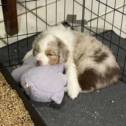Alpine - Red merle female Australian Shepherd puppy in Liberty Hill, Texas from Emerald Isle Australian Shepherds