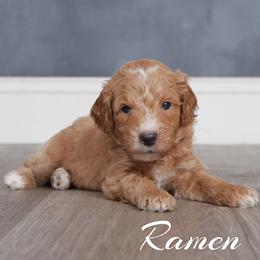 Ramen (Lt Green Collar) - Apricot male Goldendoodle puppy in Guthrie, Oklahoma from Edmond Doodles, LLC