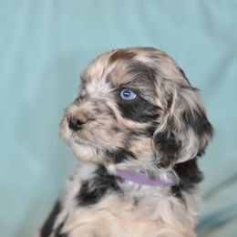 Poodle Puppies from Timber Hills Poodles and Doodles