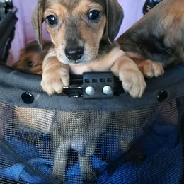 Dachshund Puppies from Little Kisses Doxies