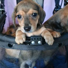 Dachshund Puppies from Little Kisses Doxies