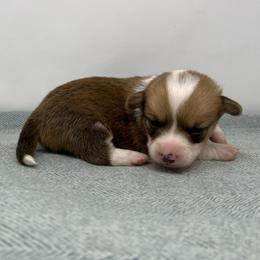 Pooh - Red male Pembroke Welsh Corgi puppy in Waco, Texas from The Comma Corgis