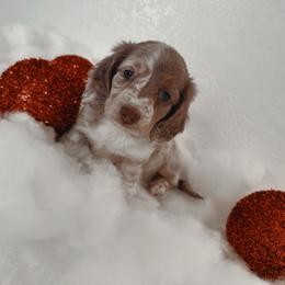 Winter - Dapple female Dachshund puppy in San Diego, California from Enchantables