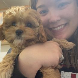 Aussiedoodle, Cavapoo, and Poodle Puppies from Perkins Pups