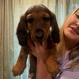 Kitty - Red female Dachshund puppy in Bluff City, Tennessee from Sidanelv Dachshunds