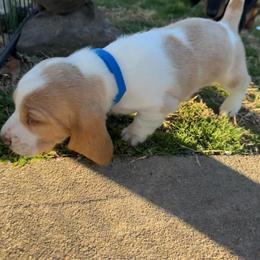 Blue Collar - Mahogany and white male Basset Hound puppy in Fayetteville, Arkansas from Heyliger Hounds
