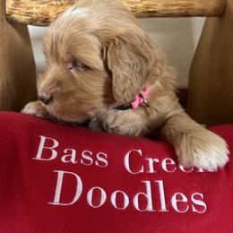 Wynonna Judd -pink collar - Red  female Goldendoodle puppy in Chino Valley, Arizona from Bass Creek Doodles